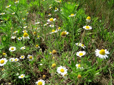 Acker-Hundskamille (Anthemis arvensis) auf einer Brachfläche zum Schutz der Haubenlerche beim Dänischen Lager bei Hockenheim