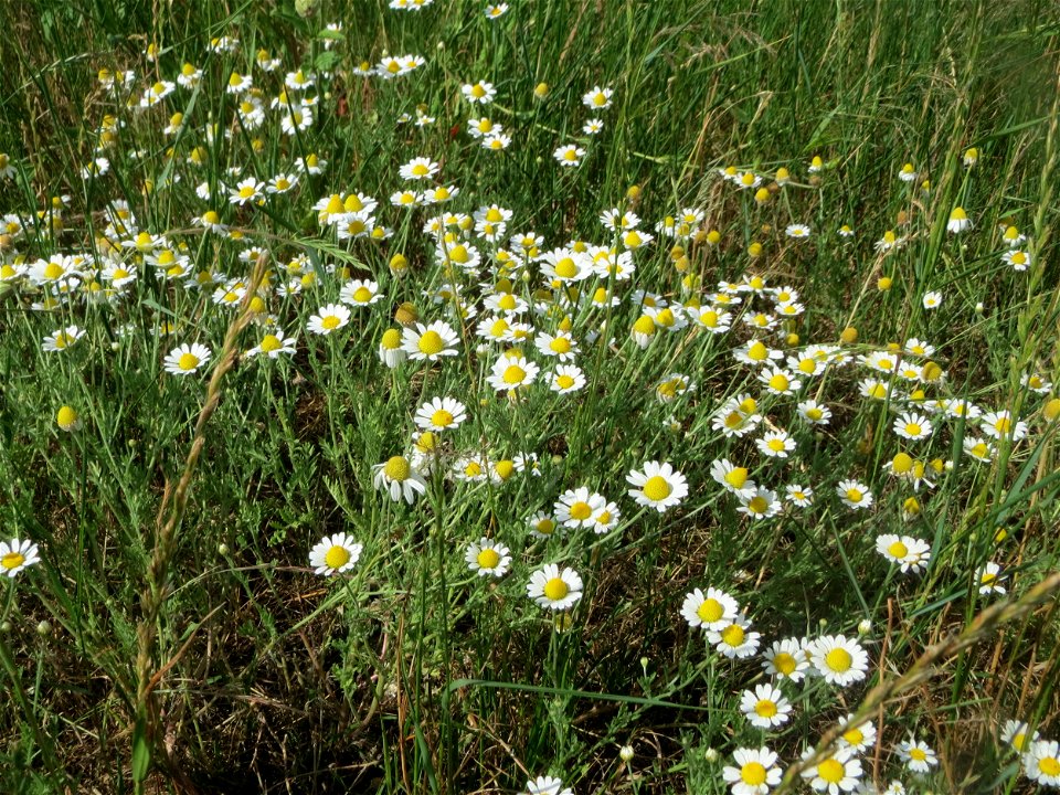 Acker-Hundskamille (Anthemis arvensis) auf einer Brachfläche zum Schutz der Haubenlerche beim Dänischen Lager bei Hockenheim