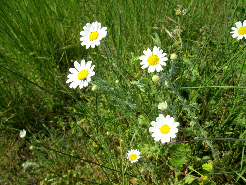 Acker-Hundskamille (Anthemis arvensis) am Kraichbachdamm im Landschaftsschutzgebiet „Hockenheimer Rheinbogen“