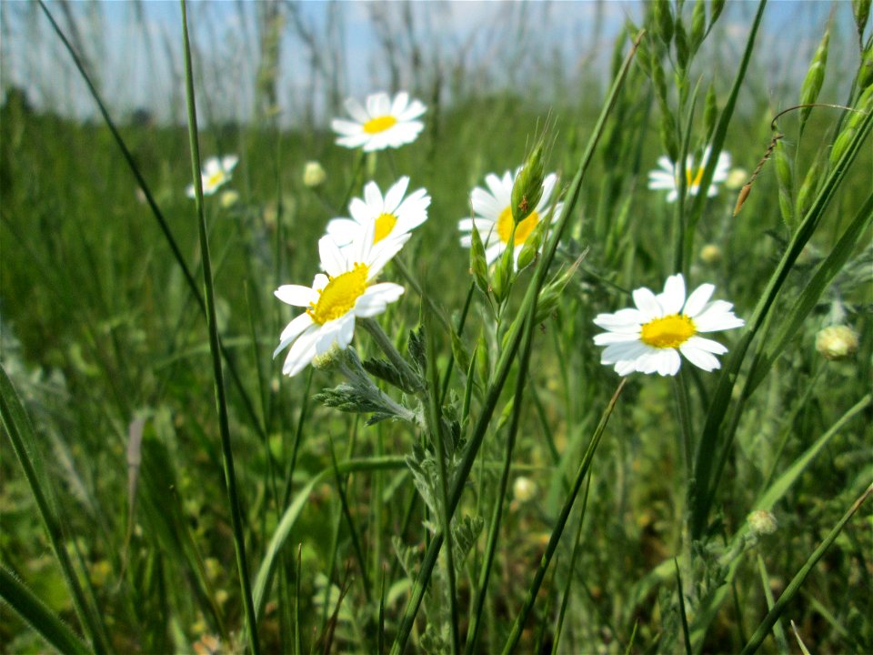 Acker-Hundskamille (Anthemis arvensis) am Kraichbachdamm im Landschaftsschutzgebiet „Hockenheimer Rheinbogen“