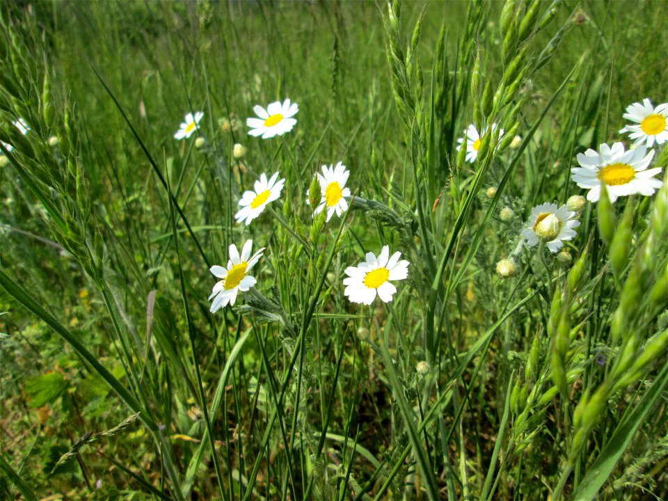 Acker-Hundskamille (Anthemis arvensis) am Kraichbachdamm im Landschaftsschutzgebiet „Hockenheimer Rheinbogen“
