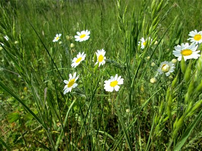 Acker-Hundskamille (Anthemis arvensis) am Kraichbachdamm im Landschaftsschutzgebiet „Hockenheimer Rheinbogen“