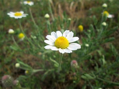 Acker-Hundskamille (Anthemis arvensis) auf einer Parkplatzwiese in Hockenheim