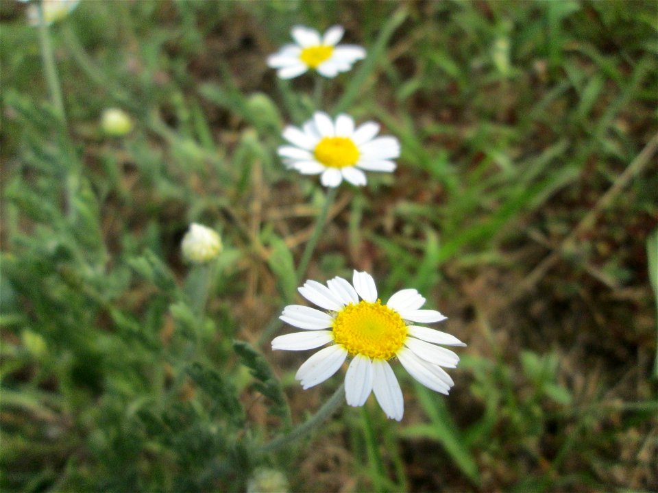 Acker-Hundskamille (Anthemis arvensis) auf einer Parkplatzwiese in Hockenheim