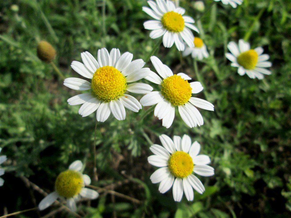 Acker-Hundskamille (Anthemis arvensis) auf einer Parkplatzwiese in Hockenheim