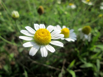 Acker-Hundskamille (Anthemis arvensis) auf einer Parkplatzwiese in Hockenheim
