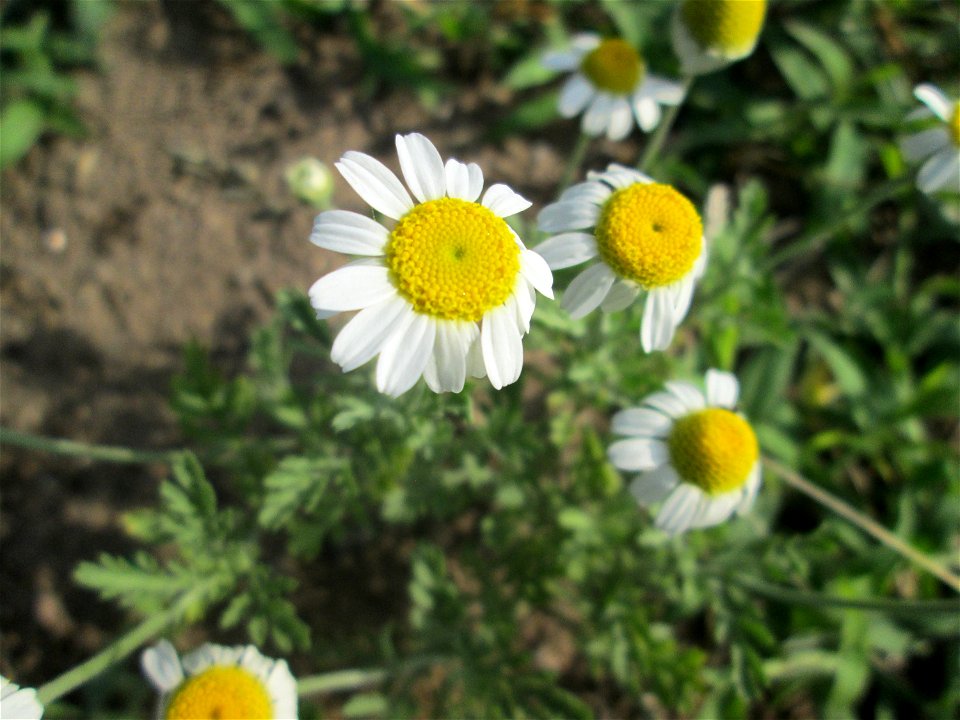 Acker-Hundskamille (Anthemis arvensis) auf einer Parkplatzwiese in Hockenheim