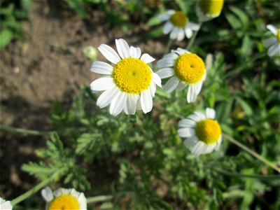 Acker-Hundskamille (Anthemis arvensis) auf einer Parkplatzwiese in Hockenheim