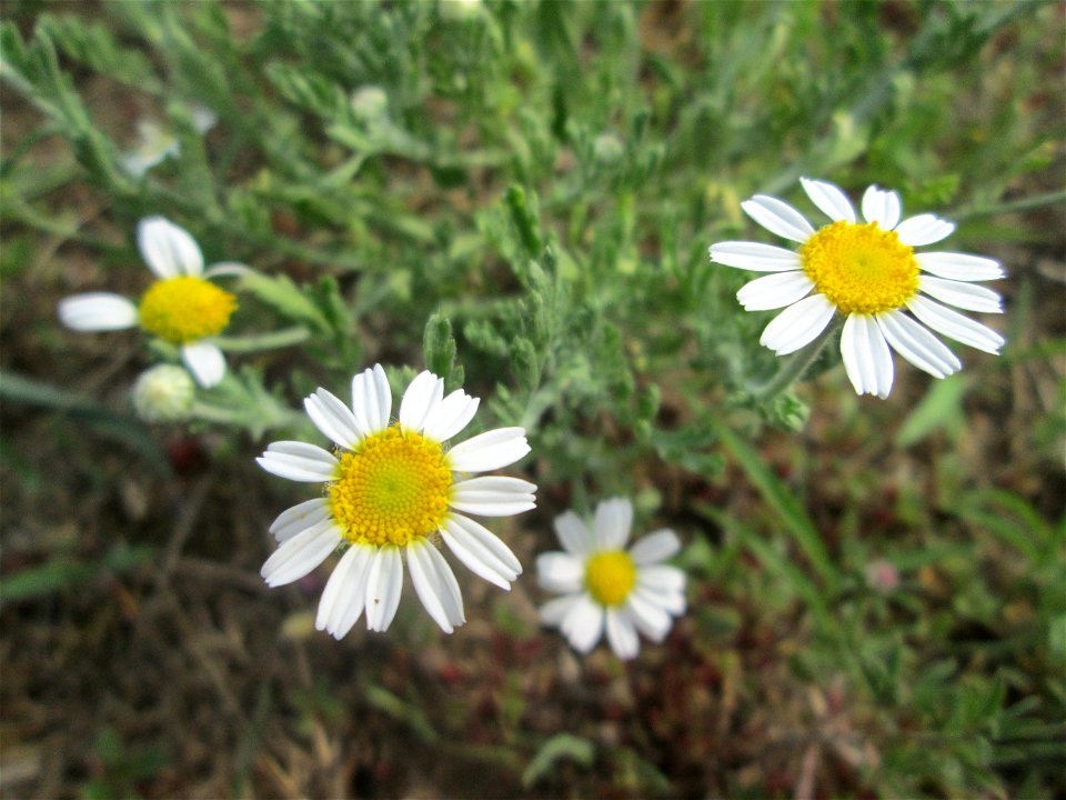 Acker-Hundskamille (Anthemis arvensis) auf einer Parkplatzwiese in Hockenheim