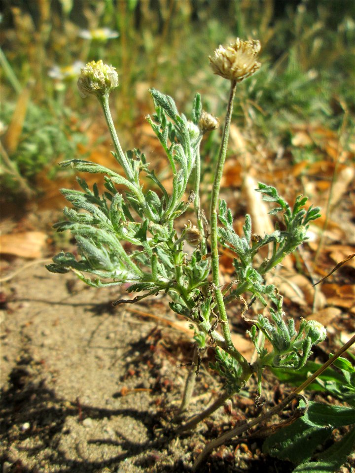 Hundskamille (Anthemis arvensis) an einer Brückenauffahrt bei Reilingen