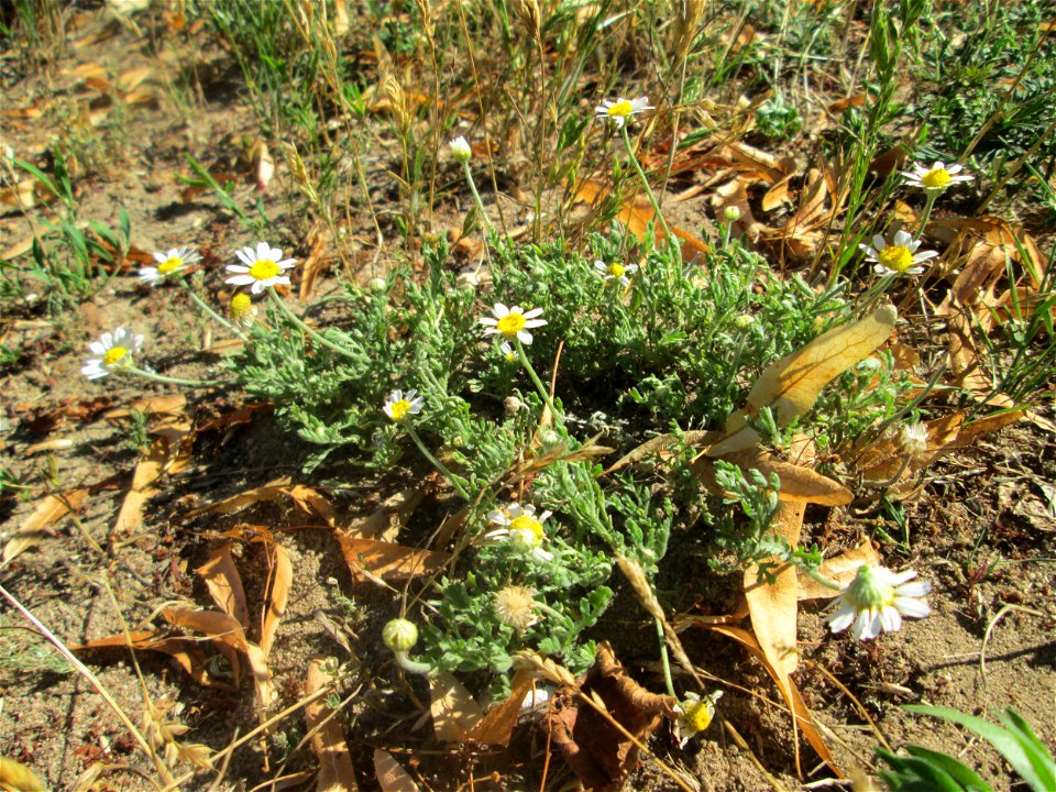 Hundskamille (Anthemis arvensis) an einer Brückenauffahrt bei Reilingen