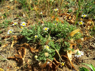 Hundskamille (Anthemis arvensis) an einer Brückenauffahrt bei Reilingen