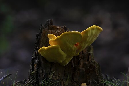 Tree nature trunk