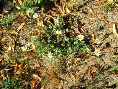 Hundskamille (Anthemis arvensis) an einer Brückenauffahrt bei Reilingen