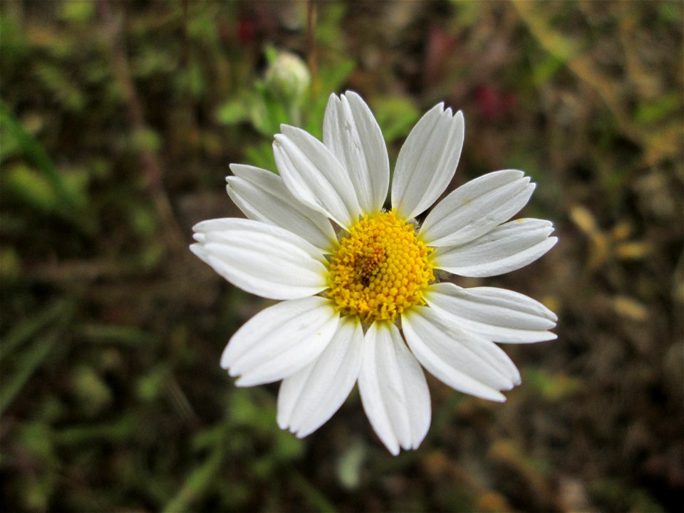 Acker-Hundskamille (Anthemis arvensis) auf einer Parkplatz-Wiese in Hockenheim