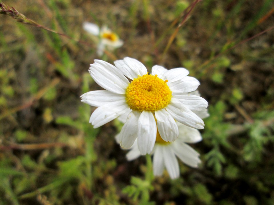 Acker-Hundskamille (Anthemis arvensis) auf einer Parkplatz-Wiese in Hockenheim