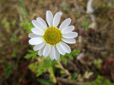 Acker-Hundskamille (Anthemis arvensis) auf einer Parkplatz-Wiese in Hockenheim