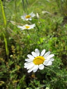 Acker-Hundskamille (Anthemis arvensis) am Kraichbachdamm im Landschaftsschutzgebiet „Hockenheimer Rheinbogen“