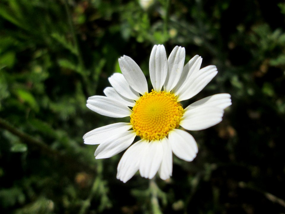 Acker-Hundskamille (Anthemis arvensis) am Kraichbachdamm im Landschaftsschutzgebiet „Hockenheimer Rheinbogen“