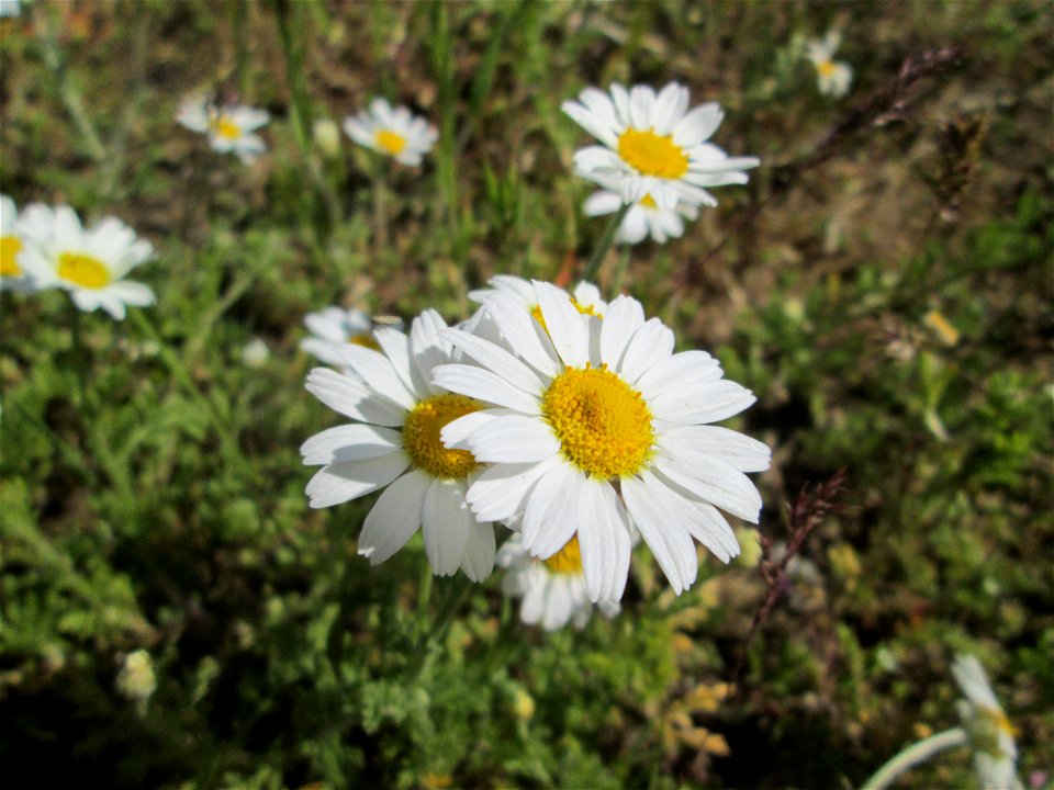 Acker-Hundskamille (Anthemis arvensis) auf einer Parkplatz-Wiese in Hockenheim