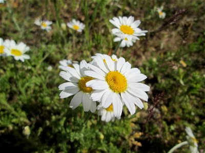 Acker-Hundskamille (Anthemis arvensis) auf einer Parkplatz-Wiese in Hockenheim