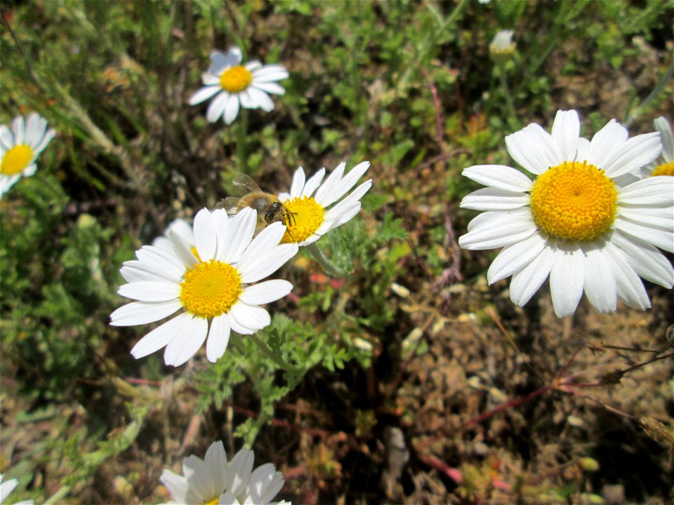 Acker-Hundskamille (Anthemis arvensis) auf einer Parkplatz-Wiese in Hockenheim