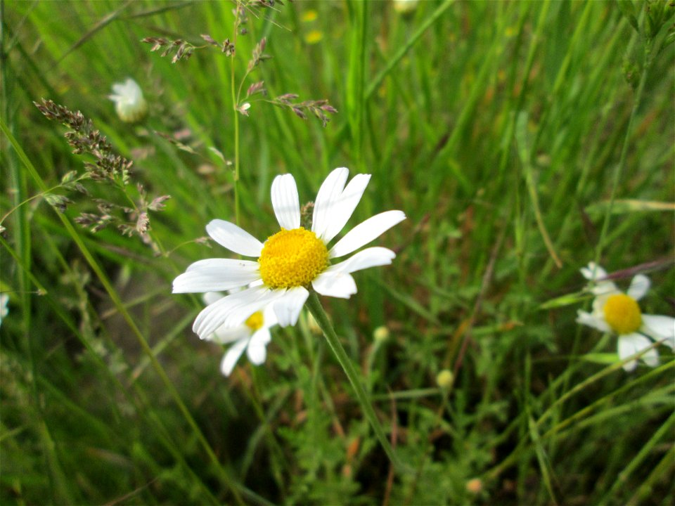 Acker-Hundskamille (Anthemis arvensis) am Hochwasserrückhaltebecken im Naturschutzgebiet „Bachwiesen/Leopoldswiesen“ im Hockenheimer Rheinbogen
