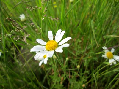 Acker-Hundskamille (Anthemis arvensis) am Hochwasserrückhaltebecken im Naturschutzgebiet „Bachwiesen/Leopoldswiesen“ im Hockenheimer Rheinbogen