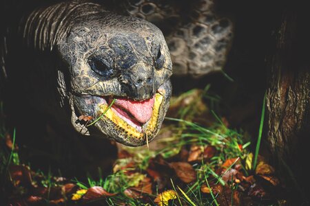 Panzer zoo turtle photo