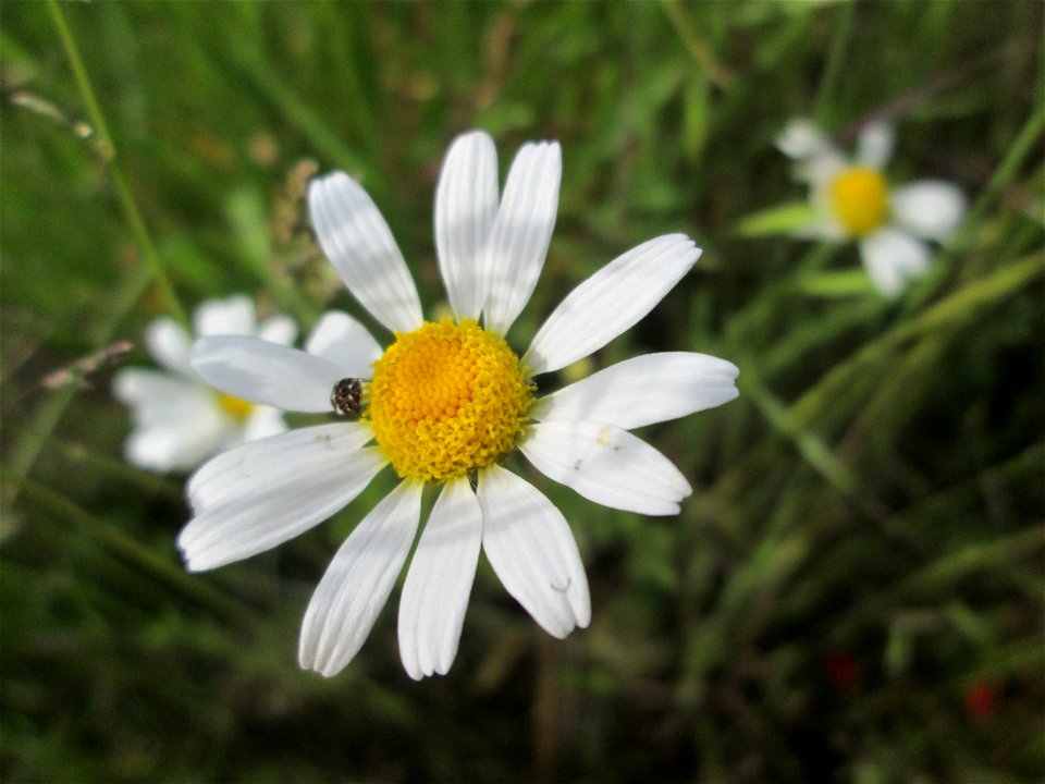 Acker-Hundskamille (Anthemis arvensis) am Hochwasserrückhaltebecken im Naturschutzgebiet „Bachwiesen/Leopoldswiesen“ im Hockenheimer Rheinbogen