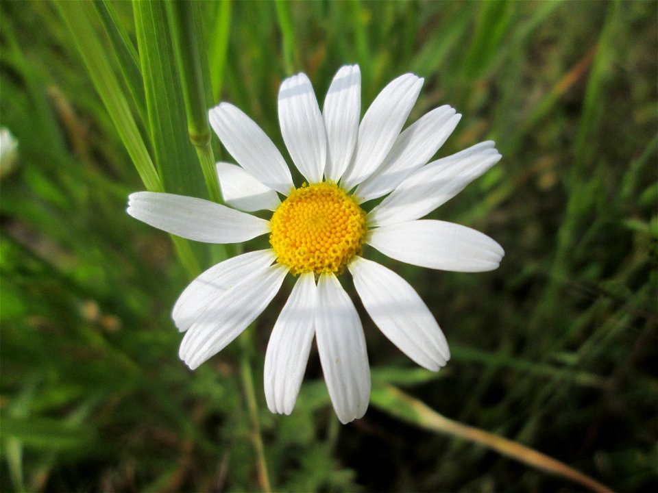 Acker-Hundskamille (Anthemis arvensis) am Hochwasserrückhaltebecken im Naturschutzgebiet „Bachwiesen/Leopoldswiesen“ im Hockenheimer Rheinbogen