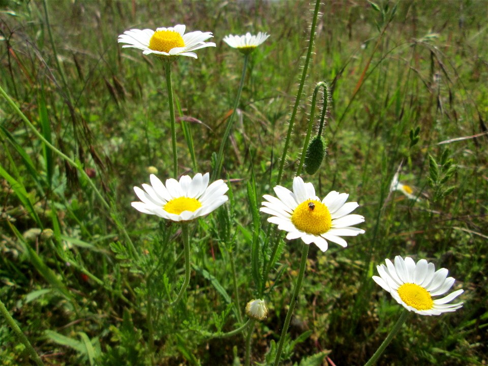 Acker-Hundskamille (Anthemis arvensis) am Hochwasserrückhaltebecken im Naturschutzgebiet „Bachwiesen/Leopoldswiesen“ im Hockenheimer Rheinbogen