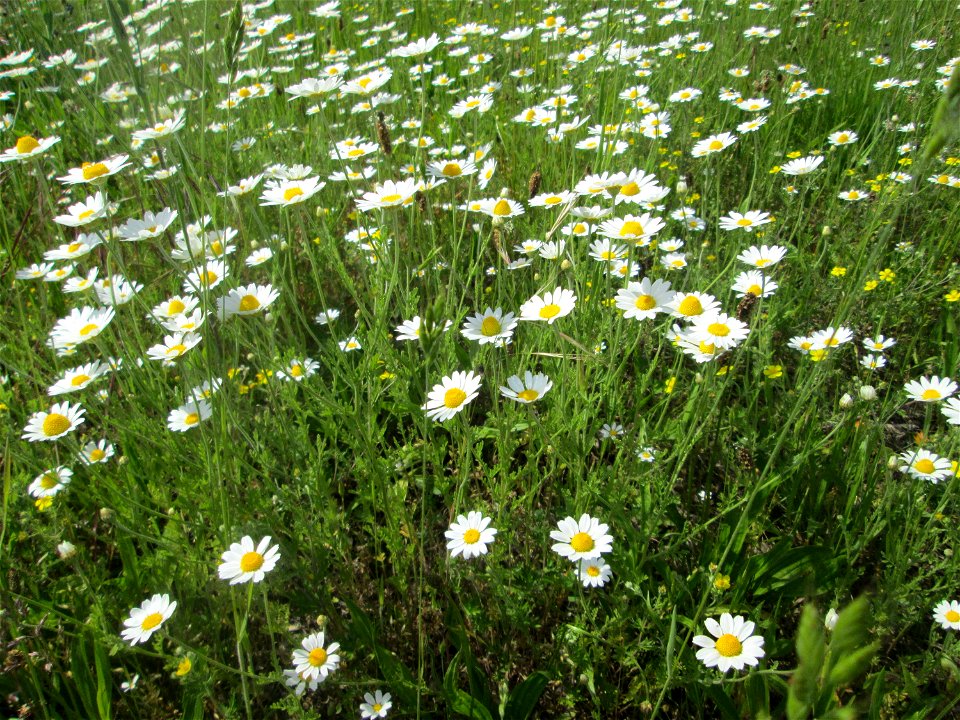 Acker-Hundskamille (Anthemis arvensis) am Rand vom Landschaftsschutzgebiet „Hockenheimer Rheinbogen“