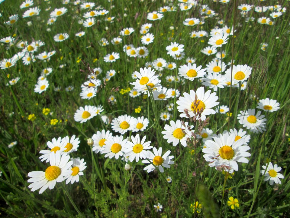 Acker-Hundskamille (Anthemis arvensis) am Rand vom Landschaftsschutzgebiet „Hockenheimer Rheinbogen“