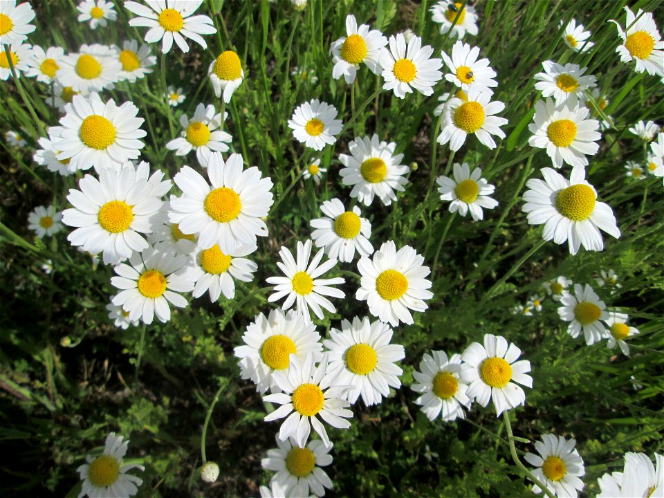 Acker-Hundskamille (Anthemis arvensis) am Rand vom Landschaftsschutzgebiet „Hockenheimer Rheinbogen“