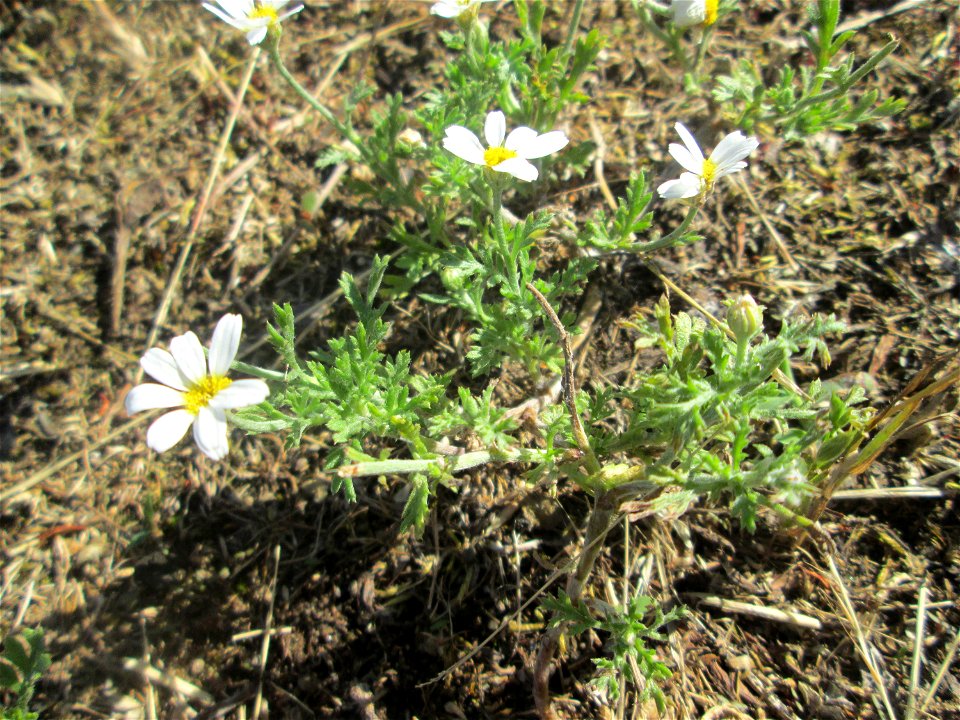 Acker-Hundskamille (Anthemis arvensis) auf einer Parkplatzwiese in Hockenheim