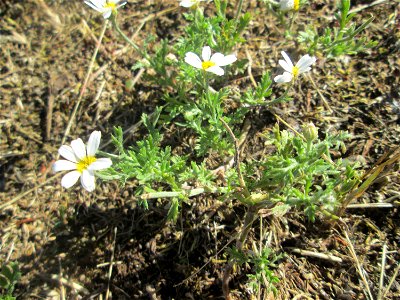Acker-Hundskamille (Anthemis arvensis) auf einer Parkplatzwiese in Hockenheim