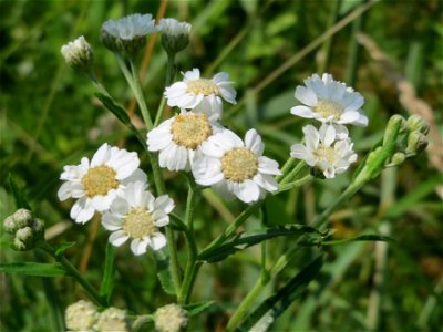 Sumpf-Schafgarbe (Achillea ptarmica) am Geißböckelgraben bei Philippsburg