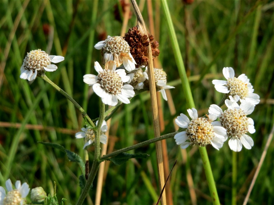 Sumpf-Schafgarbe (Achillea ptarmica) im Naturschutzgebiet Mürmes