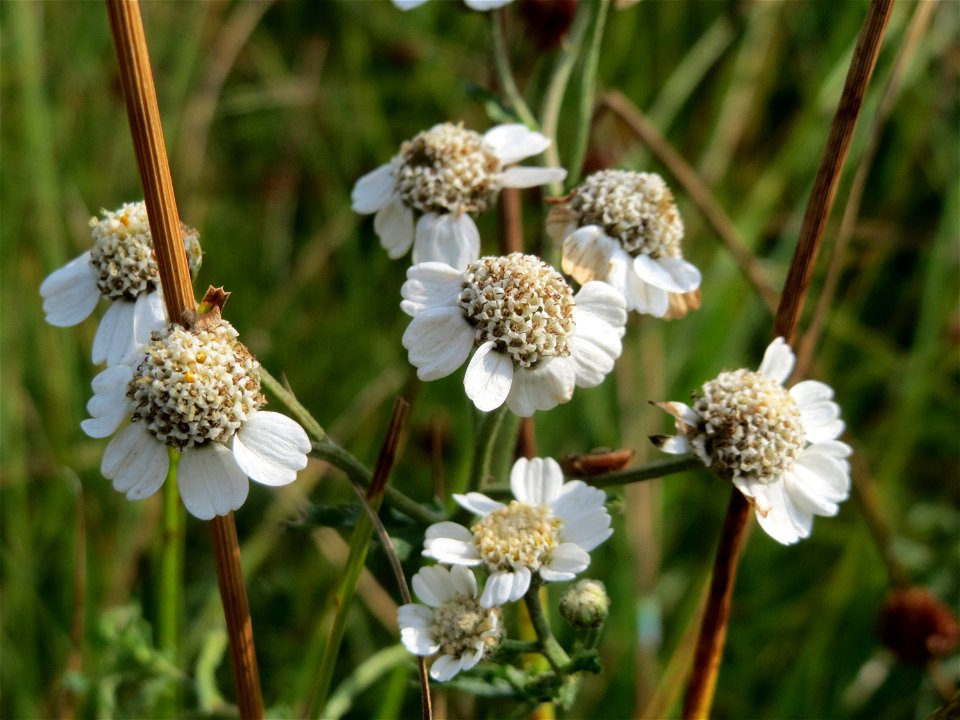 Sumpf-Schafgarbe (Achillea ptarmica) im Naturschutzgebiet Mürmes
