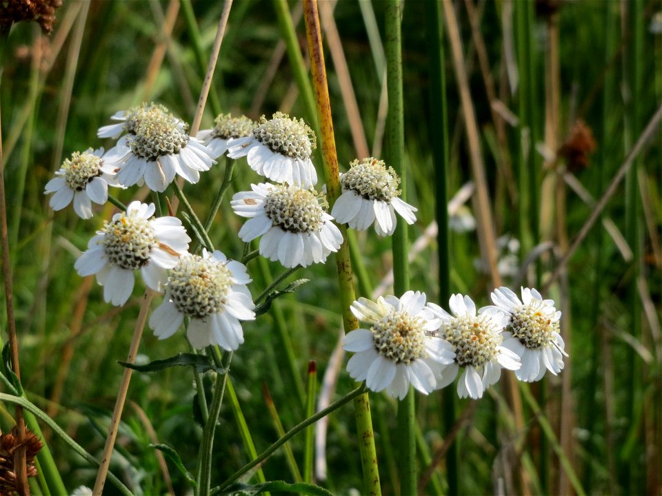 Sumpf-Schafgarbe (Achillea ptarmica) im Naturschutzgebiet Mürmes