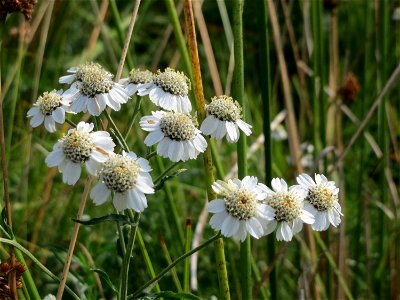 Sumpf-Schafgarbe (Achillea ptarmica) im Naturschutzgebiet Mürmes