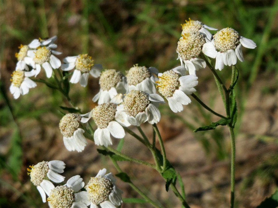 Sumpf-Schafgarbe (Achillea ptarmica) - Die mit Steinplatten befestigte Uferböschung am Rhein bei Altlußheim hat eine besondere Vegetation mit z.T. seltenen Pflanzen