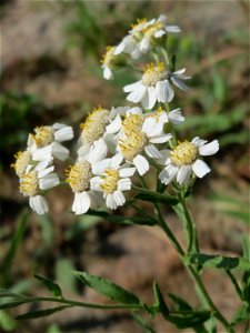 Sumpf-Schafgarbe (Achillea ptarmica) - Die mit Steinplatten befestigte Uferböschung am Rhein bei Altlußheim hat eine besondere Vegetation mit z.T. seltenen Pflanzen