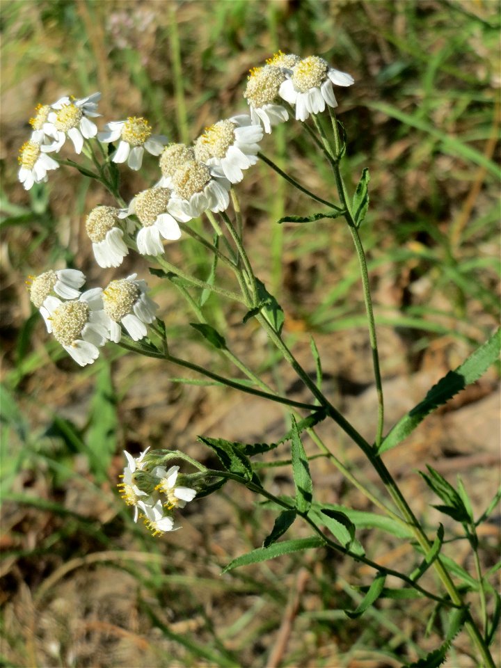 Sumpf-Schafgarbe (Achillea ptarmica) - Die mit Steinplatten befestigte Uferböschung am Rhein bei Altlußheim hat eine besondere Vegetation mit z.T. seltenen Pflanzen