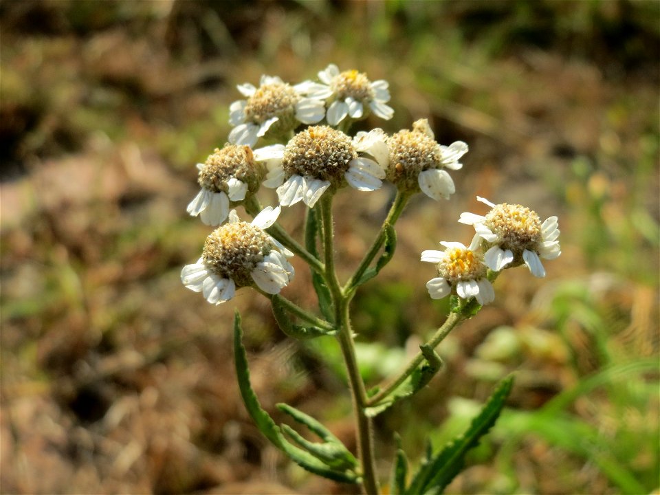 Sumpf-Schafgarbe (Achillea ptarmica) - Die mit Steinplatten befestigte Uferböschung am Rhein bei Altlußheim hat eine besondere Vegetation mit z.T. seltenen Pflanzen