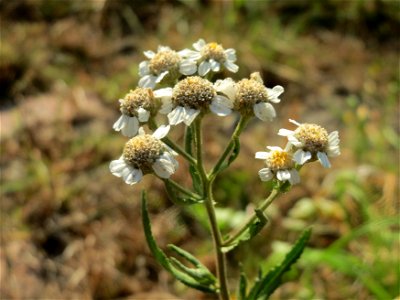 Sumpf-Schafgarbe (Achillea ptarmica) - Die mit Steinplatten befestigte Uferböschung am Rhein bei Altlußheim hat eine besondere Vegetation mit z.T. seltenen Pflanzen