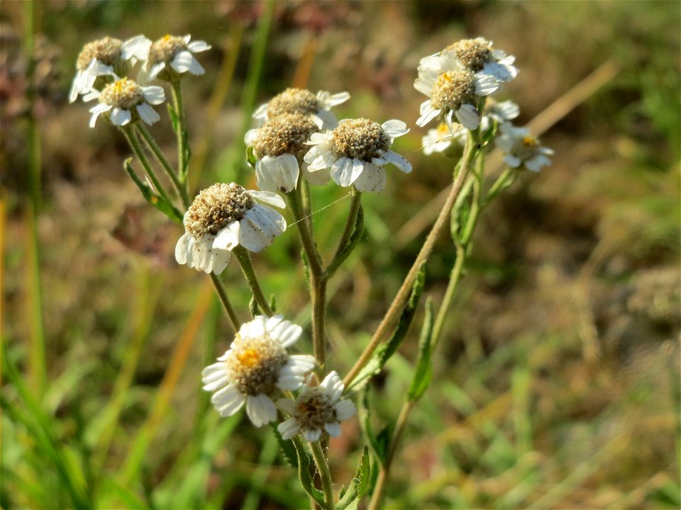 Sumpf-Schafgarbe (Achillea ptarmica) - Die mit Steinplatten befestigte Uferböschung am Rhein bei Altlußheim hat eine besondere Vegetation mit z.T. seltenen Pflanzen