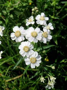 Sumpf-Schafgarbe (Achillea ptarmica) im Naturschutzgebiet „St. Arnualer Wiesen“