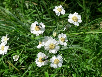 Sumpf-Schafgarbe (Achillea ptarmica) im Naturschutzgebiet „St. Arnualer Wiesen“